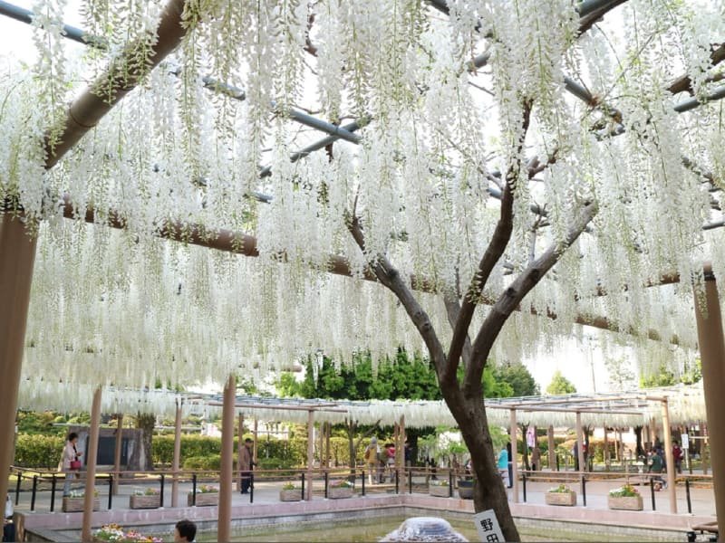 🌸 만다라지 공원(만다라지 코엔) 이미지 5